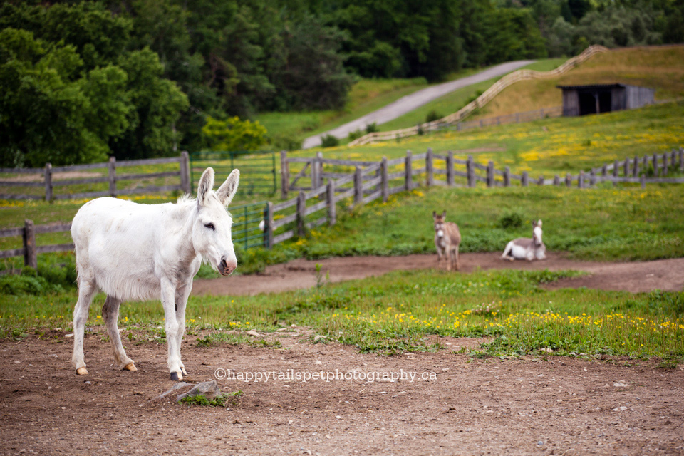 Rescue donkeys at the Donkey Sanctuary of Canada in Guelph, Ontario.