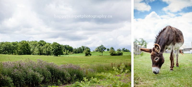 Donkey grazes in farm field, equine photographer, Ontario.