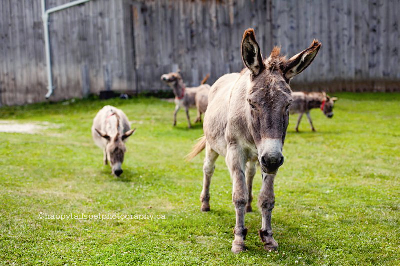 Resuce donkeys at farm in Guelph, Ontario, photo.