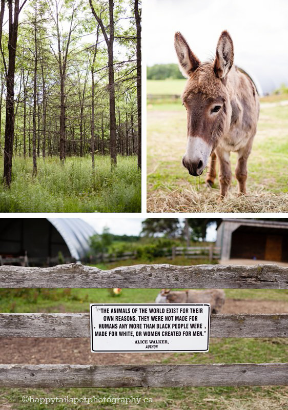 Guelph equine photography on rural Ontario farm.
