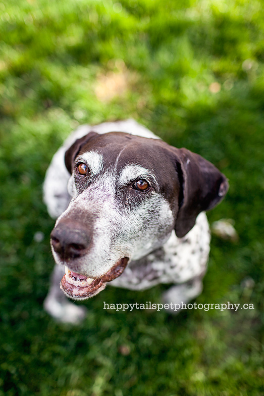 Senior dog portrait by Oakville pet photographer.