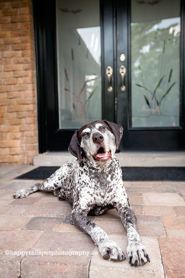 End of life, celebration session of terminally ill dog with cancer and family in Oakville and GTA, photo.