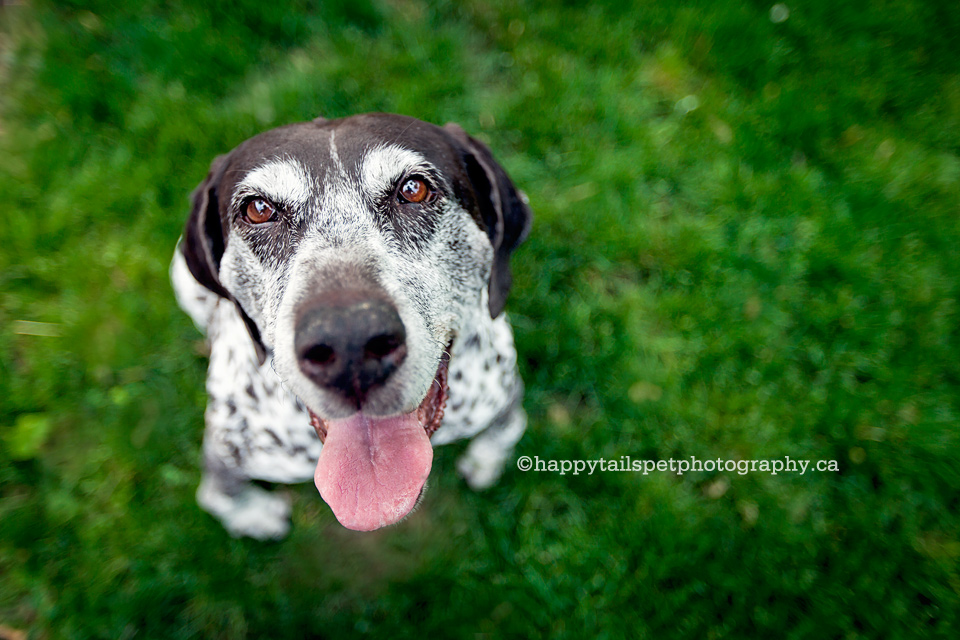 celebrating gracie | oakville senior dog photographer