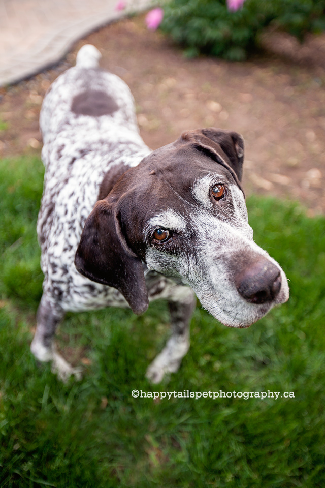 Ontario dog photography of coonhound dog with head tilt in back garden, photo.