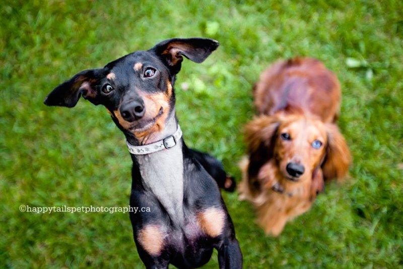 Burlington home pet photography, lifestyle dog photography in you house or yard.