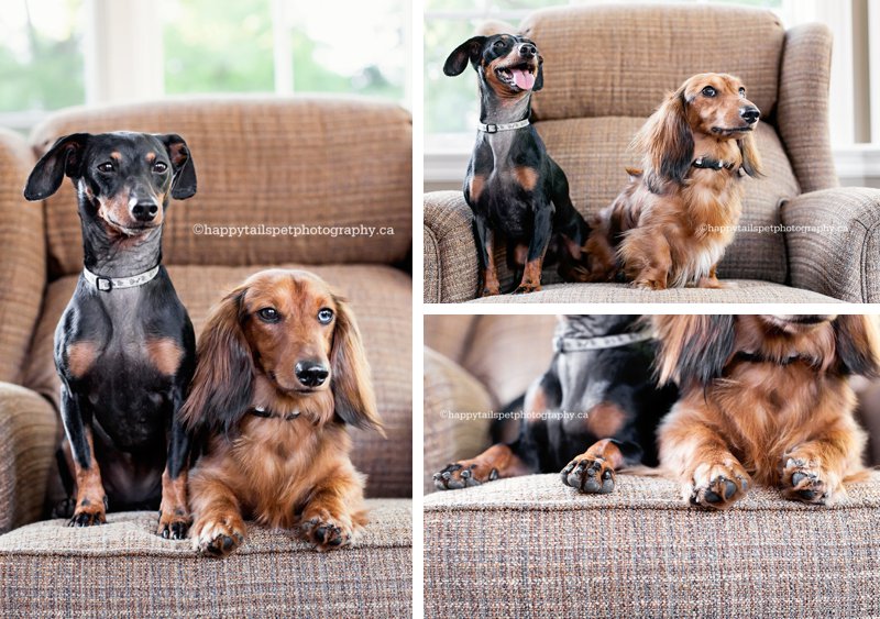 Dog portraits in home, Lakeshore pet photography.