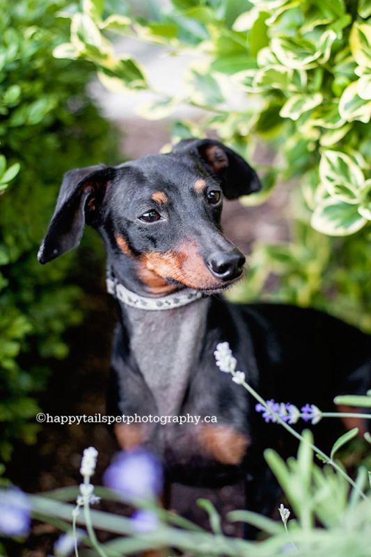 Alert miniature pinscher dog looks out from flower garden at Burlington mansion, photo.