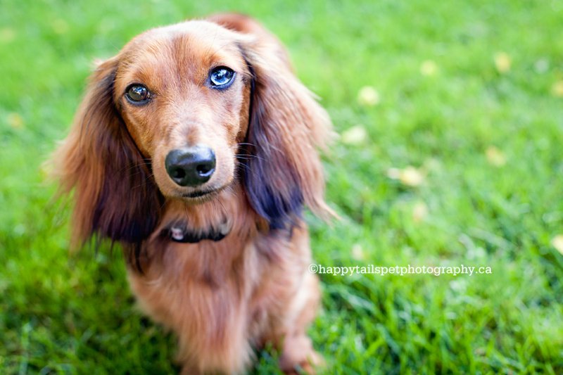 Burlington pet portrait of longhaired dachshund dog with one brown eye and one blue eye, photo.