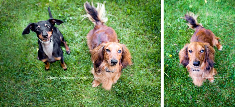 Burlington dog photography of two rescue dachshunds.