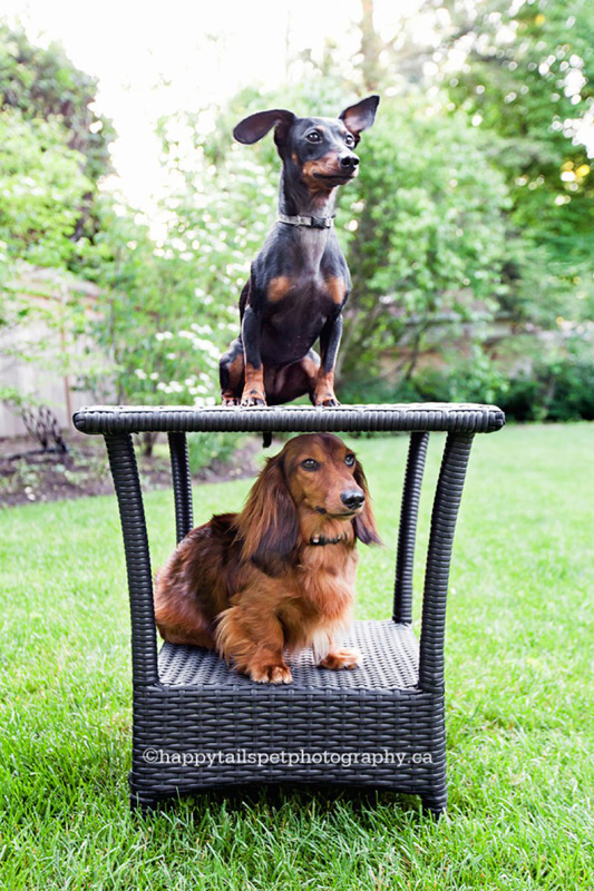 Cute and funny photo of two wiener dogs on patio table in Toronto area backyard, photo.