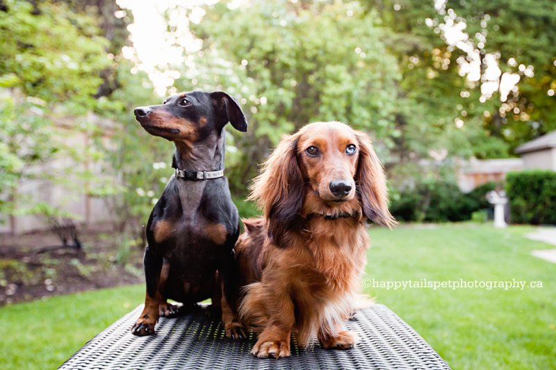 Modern outdoor on-location pet photography in Halton backyard, photo.