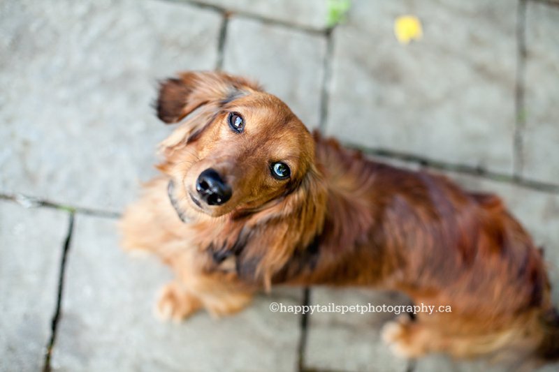 Dog portrait of red coat rescue doxie by GTA pet photographer, photo.