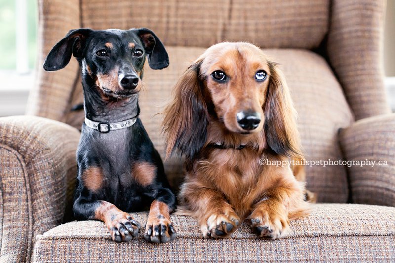 Wiener dog and miniature pinscher dogs sit comfy on arm chair, in-home, on-location pet photography in GTA, Ontario.