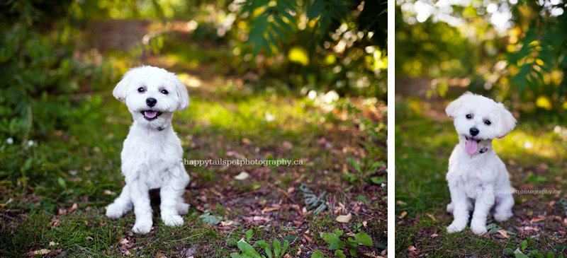 Colourful fall dog photography in Kerncliff Park, Ontario.