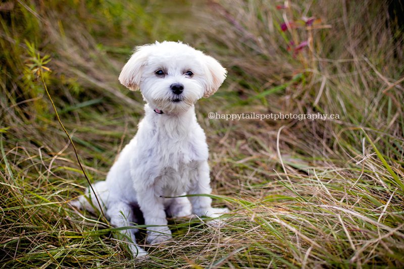 Cute white Morkie puppy in tall grass with fall colours in rural Ontario.