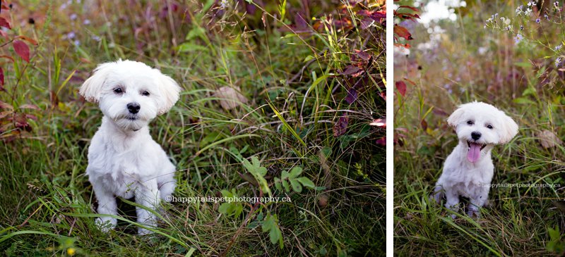 Outdoor pet portraits in a natural setting in GTA, Halton, Burlington, Oakville.