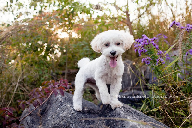 Fun, bright dog photography of cute Morkie puppy on Burlington trail during autumn.