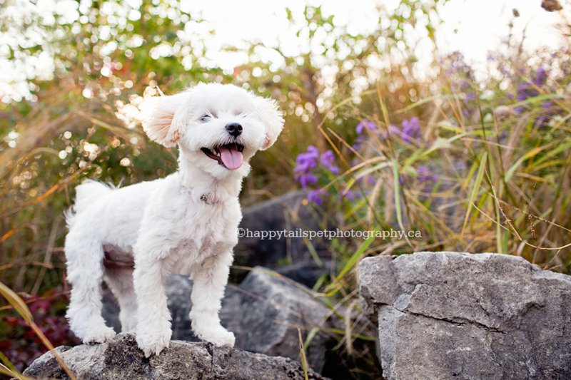 Puppy photographer and modern, natural dog photography in Ontario.