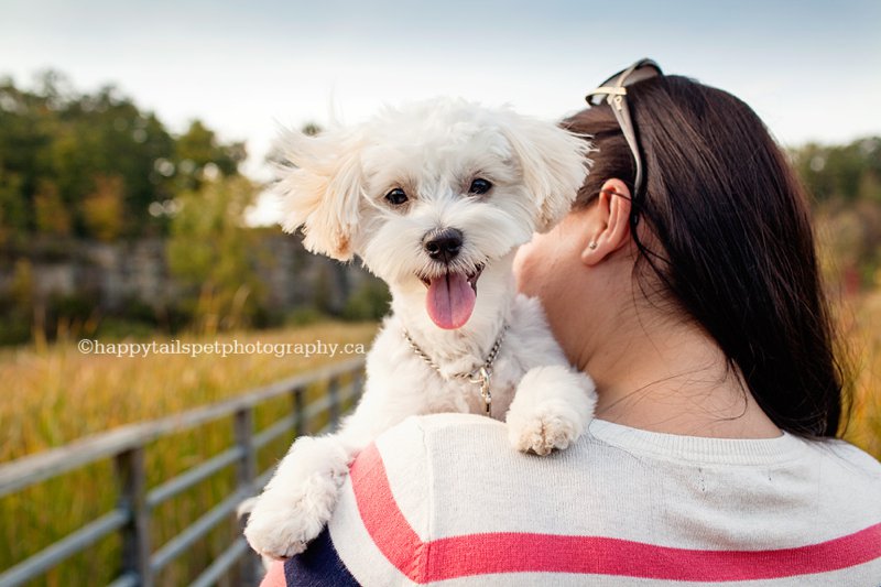 Colourful fall puppy photography in Burlington, Ontario.