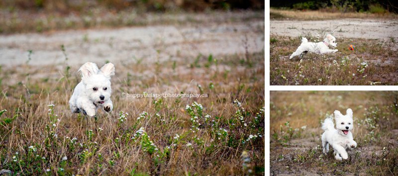 Morkie dog chasing a ball and running in rustic field.