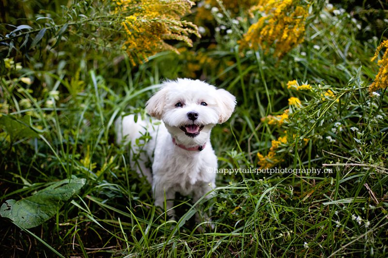 Morkie puppy portrait in rustic, natural setting in Burlington park.