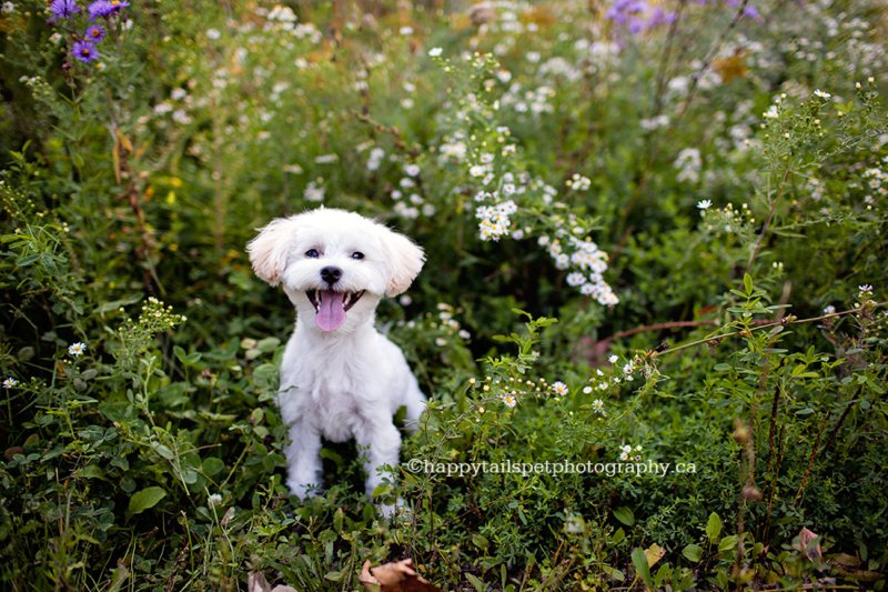 Cute white dog in autumn wildflowers in scenic field.