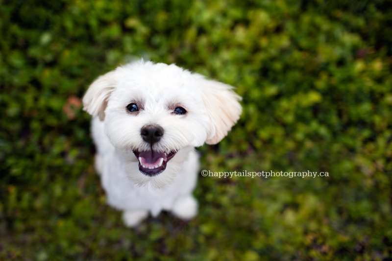 Happy dog portrait by Ontario dog photographer.