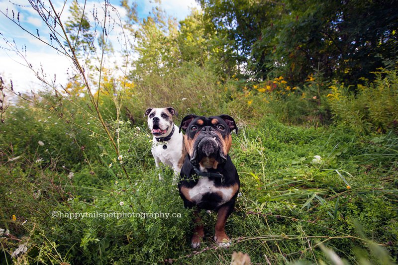 Burlington dog photography at Kerncliff Park, Ontario, photo.