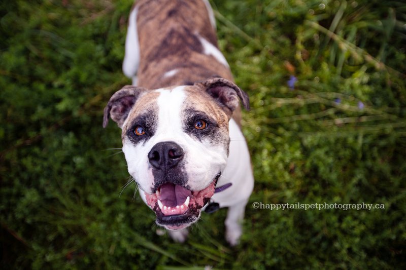 Dog portrait by Burlington pet photographer.