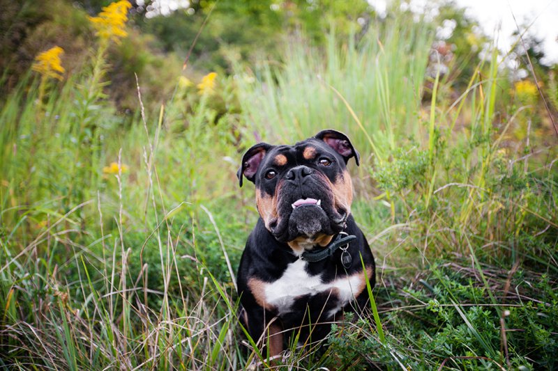 Natural, outdoor dog photography of gargoyle bulldog in Ontario.