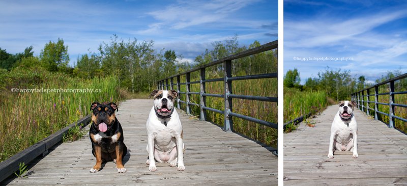 Artistic and modern dog photography of two bulldogs in Ontario conservation area with blue sky, photo.