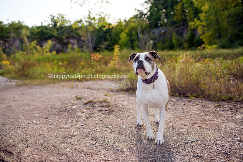 Pet photography with personality in GTA, Ontario, photo.