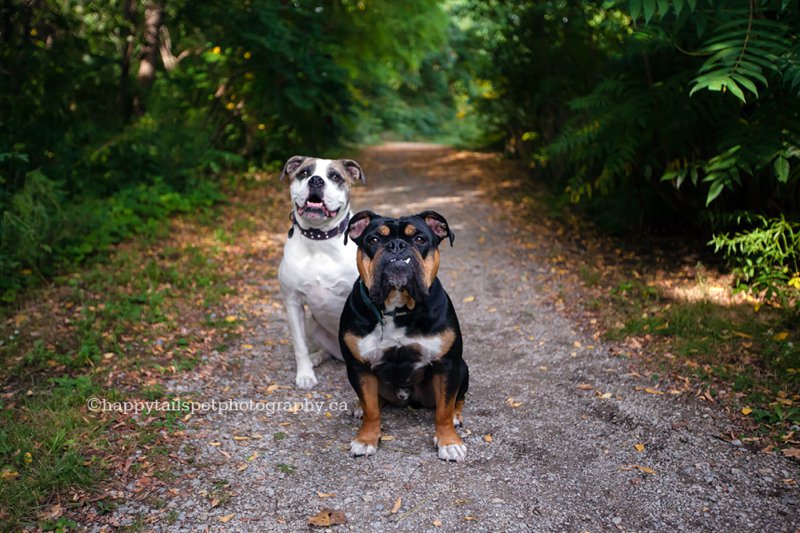 Toronto bulldog photographer, photo.