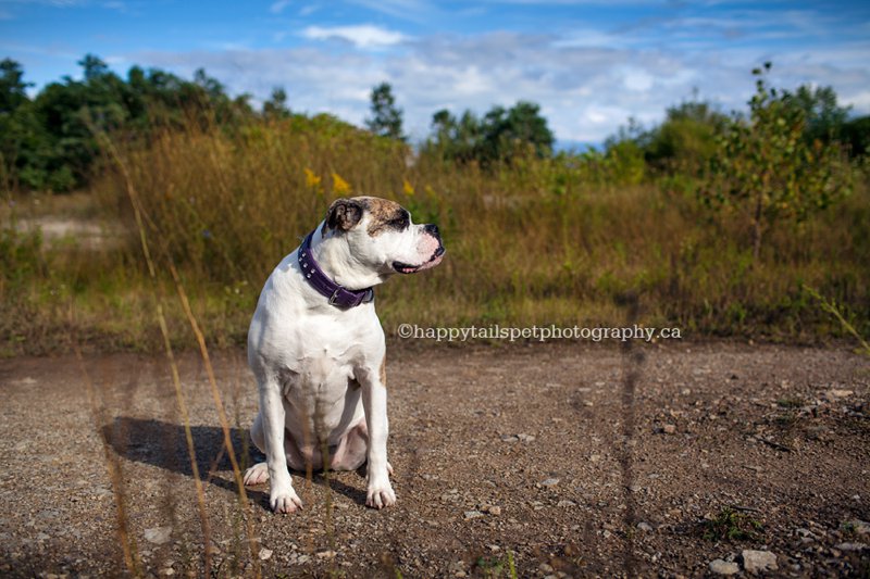 Dramatic and modern dog photography at Halton park, photo.