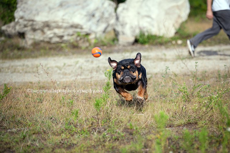 Action photography of black bulldog chasing a ball at Burlington park, photo.