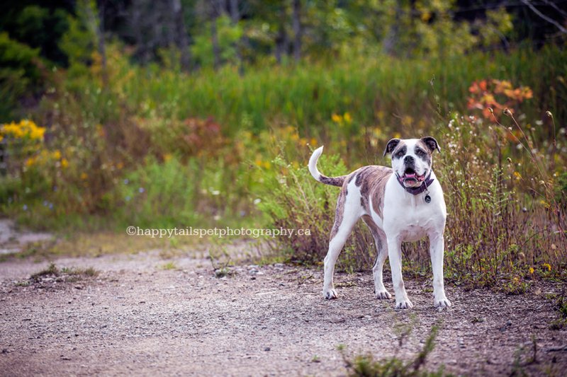 Autumn pet photography with fall colours on Ontario trail, photo.