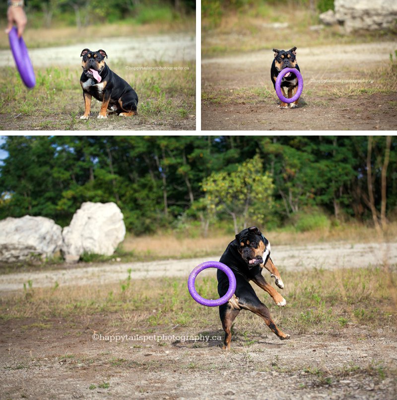 Playful and fun pet photography of bulldog playing with dog toy in Burlington park, photo.