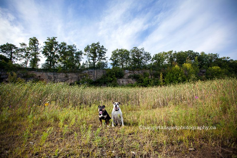 Dog art by Toronto lifestyle pet photographer.