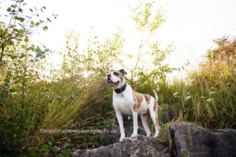 Light, bright, happy Ontario dog photo in rustic setting.