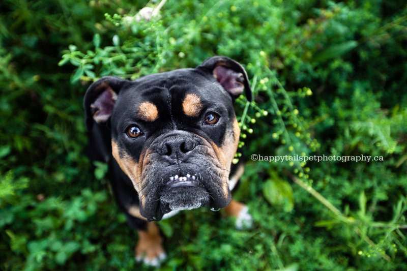 Pet portrait of black gargoyle bulldog, Ontario.