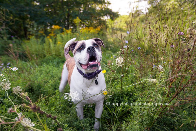 Burlington pet photography of bulldog in wildflowers, photo.