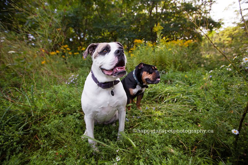 Bulldog pet photography at Kerncliff Park, photo.