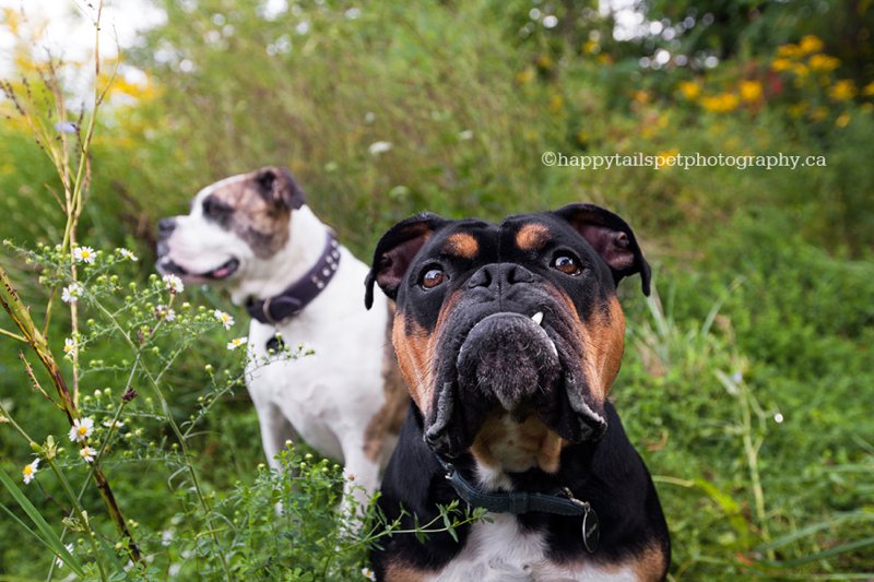 Funny bulldog portrait in scenic, natural field by Ontario pet photographer, photo.