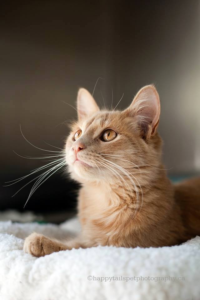 Shelter cat at the Burlington Humane Society taken by volunteer pet photographer in Ontario.