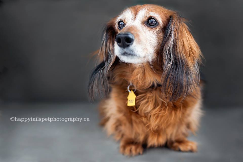 Rescue senior wiener dog with Canadian Dachshund Rescue by Ontario volunteer dog photographer.