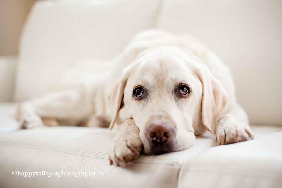 Dog photography portrait of yellow labrador retriever in Oakville home on the couch, photo.