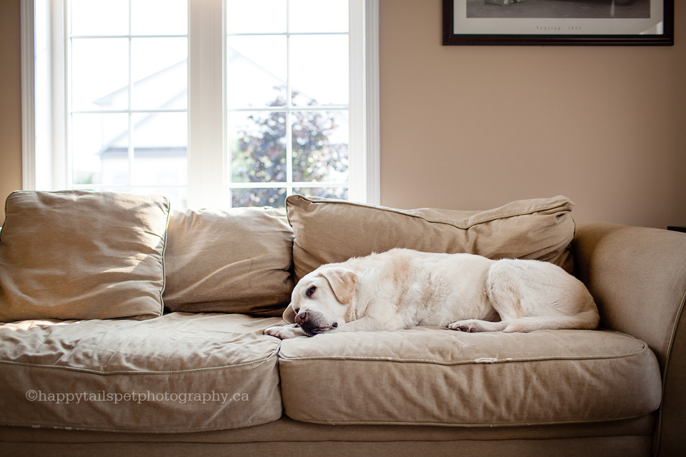 Peaceful pet photo of senior lab sleeping on a comfortable couch, in-home pet photography, natural light pet portraits in southwestern Ontario.