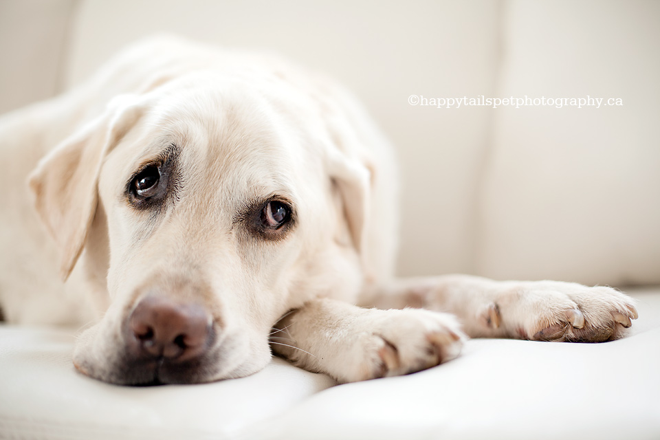 Senior dog photography in Oakville, Ontario.