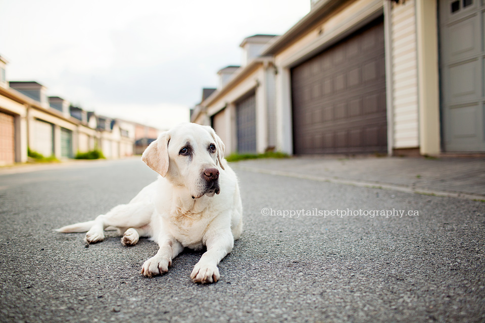 Celebration session for terminally ill or elderly pets in Ontario.