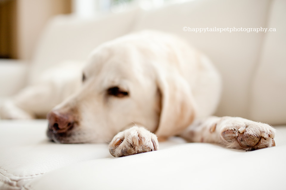 Dog paw detail photography by Ontario pet photographer.